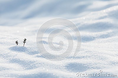 Two small pine sprouts on a winter field Stock Photo