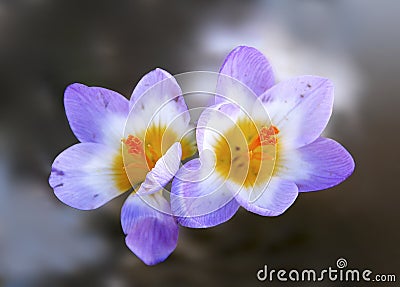 Two small purple spring flower. Blurred background Stock Photo