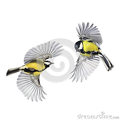 Two small songbirds tit fly widely spreading feathers and wings on a white isolated background in various poses and views Stock Photo