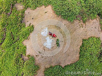 Two toy mopeds on a stone covered with moss. Stock Photo