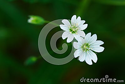 Two small wild white flower Stock Photo