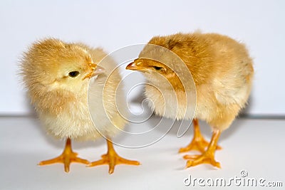 Two small yellow chicks standing and looking at each other head Stock Photo
