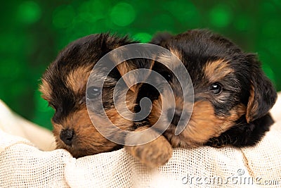 Two small yorkshire terrier dogs hugging each other Stock Photo