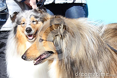 Two smiling collie dogs on a sunny day Stock Photo