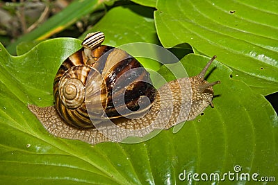 Two snails Stock Photo