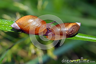 Two snails Stock Photo