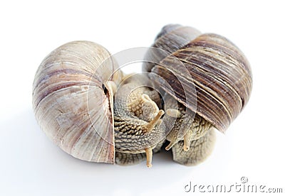 Two snails. Stock Photo