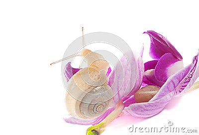 Two snails on the flowers (isolated on white) Stock Photo