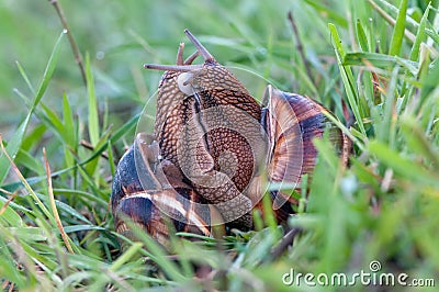 Two snails Helix pomatia mate for procreation Stock Photo