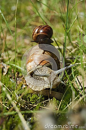 Two snails one on another Stock Photo