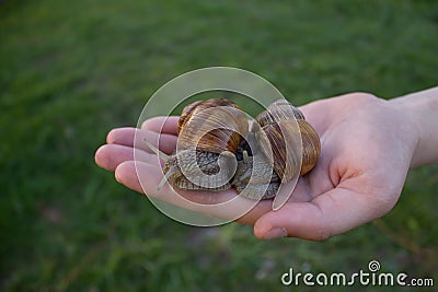 Two snails on the palm of a girl Stock Photo