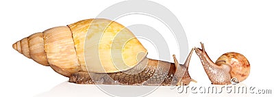 Two Snails posing Stock Photo