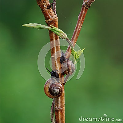 two snails traveling up the tree Stock Photo