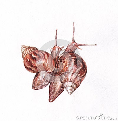 Two snails watercolor painting Stock Photo