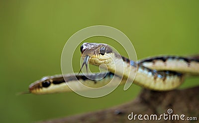 Two snakes tangled Stock Photo