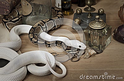 Two snakes with vintage objects Stock Photo