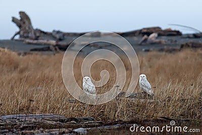 Two snowy owls on logs Stock Photo