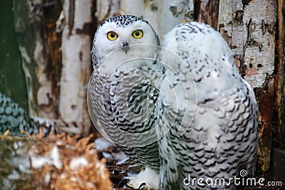 Two snowy owls in the woods Stock Photo