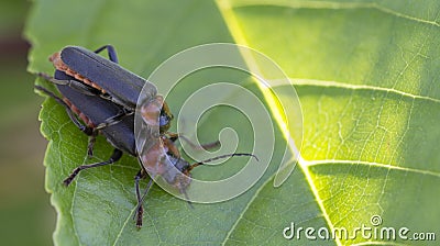 Two soldier beetles or cantharidae male and female mate on green leaves Stock Photo