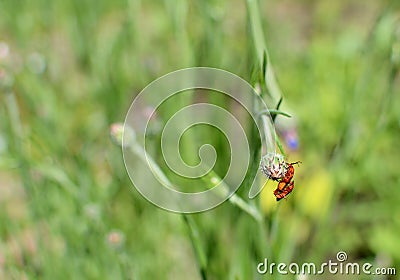 Two soldier beetles on a cornflower bud Stock Photo