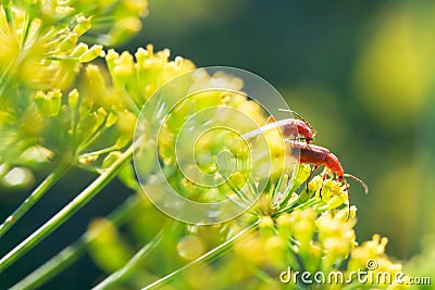 Two soldier beetles on yellow dill flowers Stock Photo