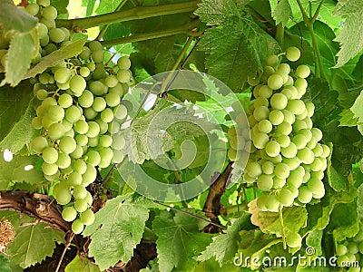 Two Spanish ripe green grape clusters hanging on a branch Stock Photo