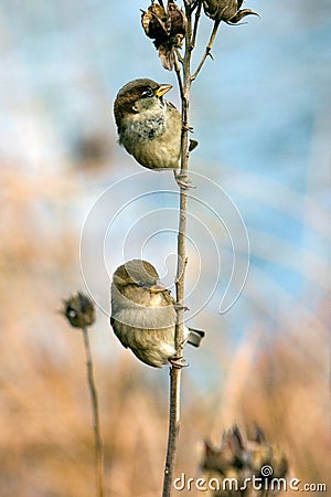 Two Sparrows Stock Photo