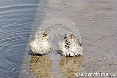 The two sparrows Stock Photo