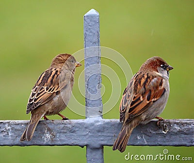 Sparrows on the fence Stock Photo