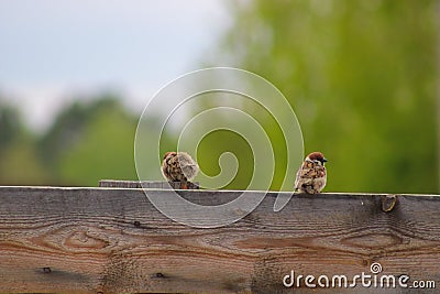 Two sparrows Stock Photo