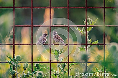 Couple of Sparrows on a Grids in Prague I Stock Photo