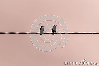 Two sparrows suspended on a wire Stock Photo