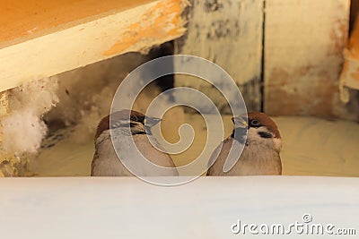 Portrait of a pair of sparrows Stock Photo