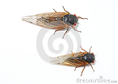 Two species of Brood X periodical Cicadas. Stock Photo