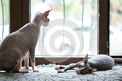 Two sphynx cats resting next to the window Stock Photo