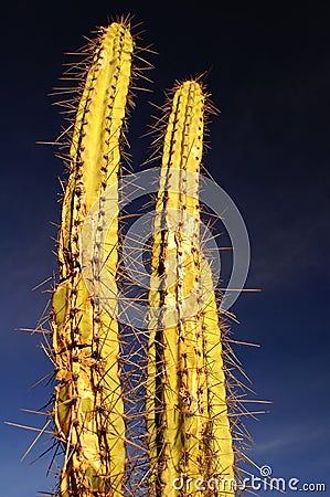 Two spiny Cactus #1 Stock Photo