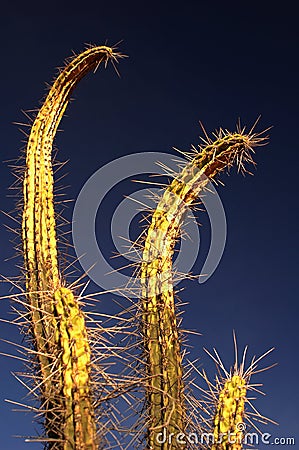 Two spiny Cactus #2 Stock Photo