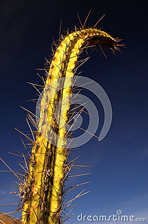 Two spiny Cactus #3 Stock Photo