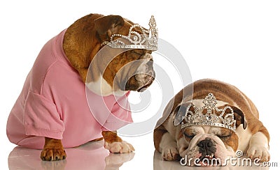 Two spoiled dogs Stock Photo