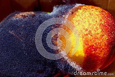 Two spoilt nectarine fruits with black and white mold. Close-up. In a catron box Stock Photo