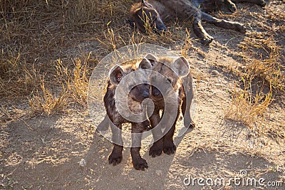 Two Spotted Hyena Cub with Mum Stock Photo