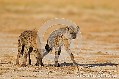 Two Spotted hyenas in open field Stock Photo