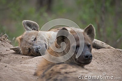 Two spotted hyenas resting at the entrance to their den. Stock Photo