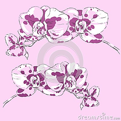 Two sprigs of flowering orchids on a pink background Vector Illustration