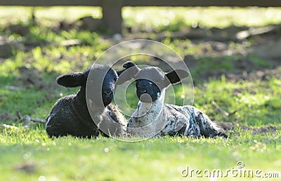 Two spring lambs lazing in the sun at Edale in Yorkshire Stock Photo