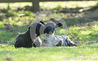 Two spring lambs lazing in the sun at Edale in Yorkshire Stock Photo