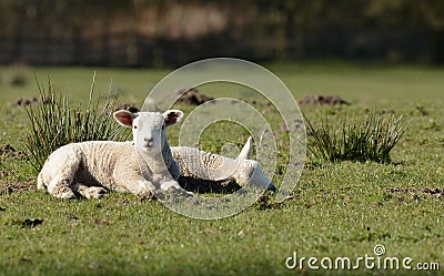 Two spring lambs lazing in the sun at Edale in Yorkshire Stock Photo