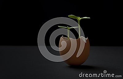 Two sprouts growing in the egg shell in black background Stock Photo