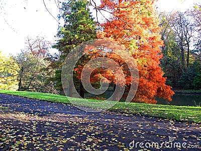 Two spruces, one ordinary green, the other unusual orange. Autumn, fallen leaves, Bruges, Brugge, Belgium Stock Photo
