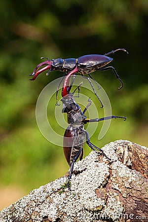 Two stag beetle males fighting against each other on the wood. Stock Photo